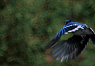 Blue Jay flying