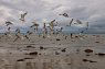 Seagulls at beach area 6 